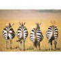 Puzzle Zebre In Savana, 300 Piese Ravensburger - 1
